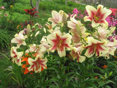 꽃이 진 후 백합 관리