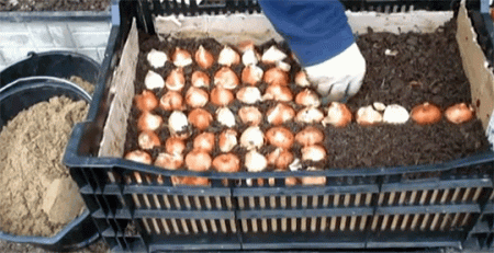 튤립 구근을 심을 시간