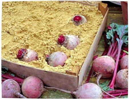 비트 수확 시기