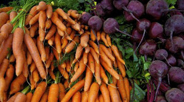 비트와 당근 수확 시기