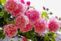 가을에 장미를 돌보는 방법