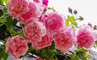 가을에 장미를 돌보는 방법