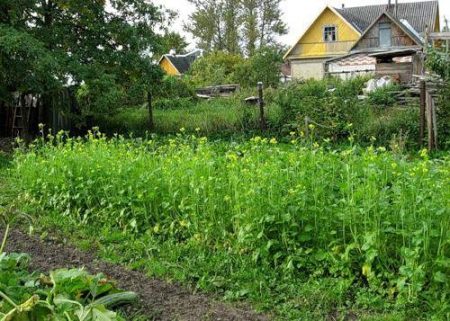 유기 비료로서의 겨자