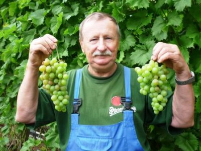모스크바 지역의 포도 재배 및 관리