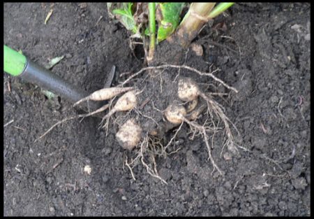 달리아 보관 방법