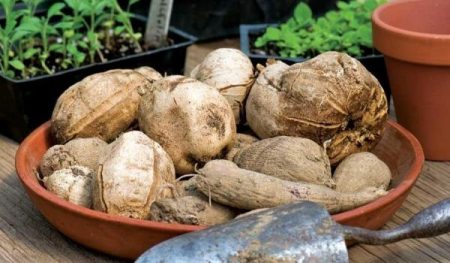 달리아를 파낼 때