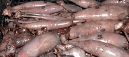 겨울에 달리아 보관하기