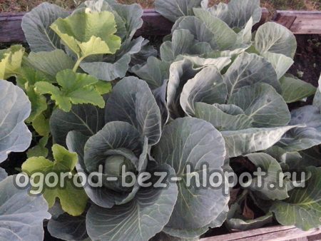 귀하의 밭에 DIY 따뜻한 침대 만들기