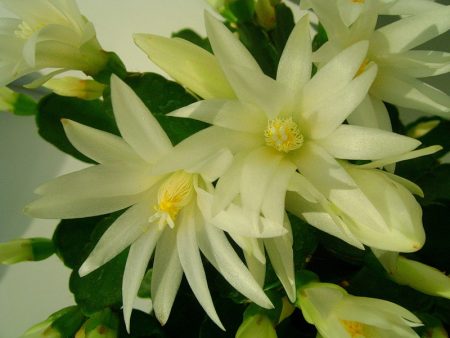 집에서 데카브리스트 꽃을 관리하는 방법