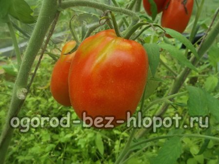 집에서 토마토 모종 키우기