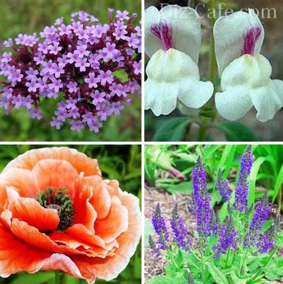 여름 내내 피는 다차용 꽃: 이름이 적힌 사진