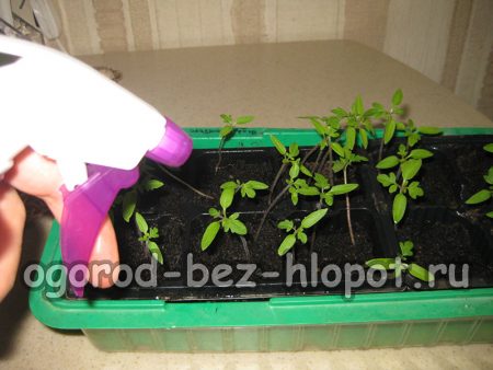 어린 토마토 모종