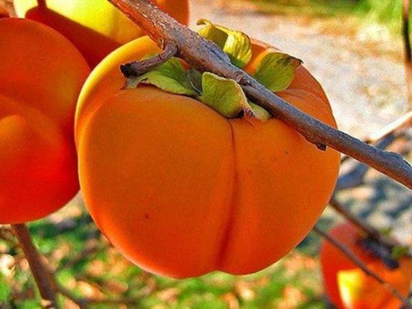 집에서 씨앗으로 감을 키우는 방법