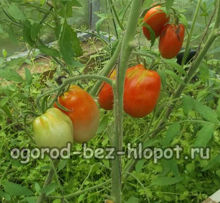 집에서 토마토 묘목을 키우는 방법