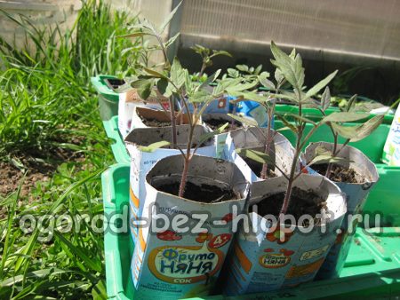 넓은 용기에 토마토 묘목 이식