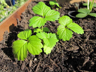 묘목용 딸기 씨앗을 파종할 때