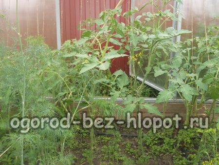 온실 속 토마토 모종