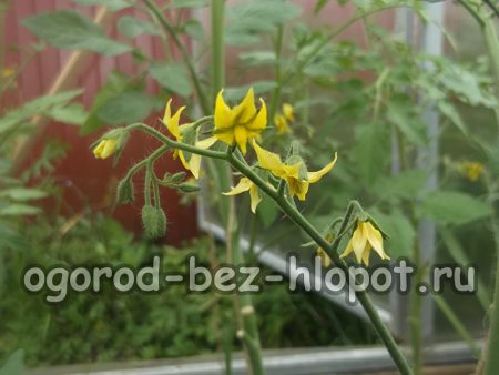 꽃이 핀 토마토 모종