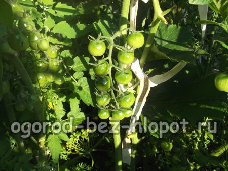 형성된 토마토 덤불