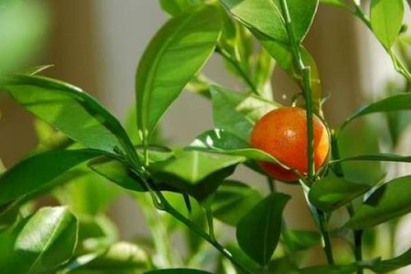 집에서 씨앗으로 감을 키우는 방법