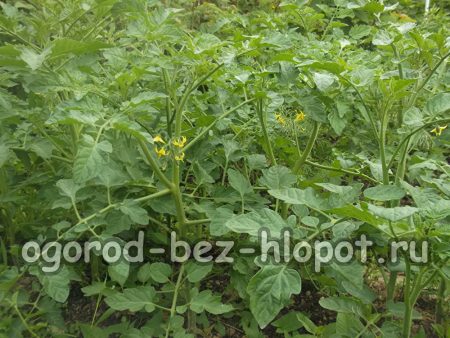 온실 속 토마토 모종