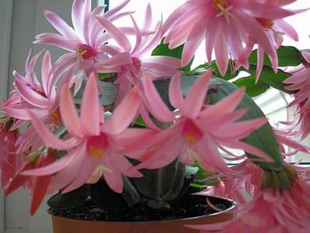 집에서 데카브리스트 꽃을 관리하는 방법