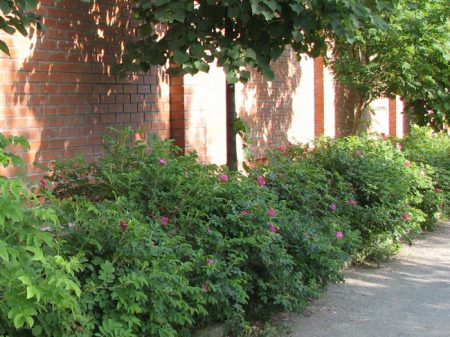 다차의 관상용 관목