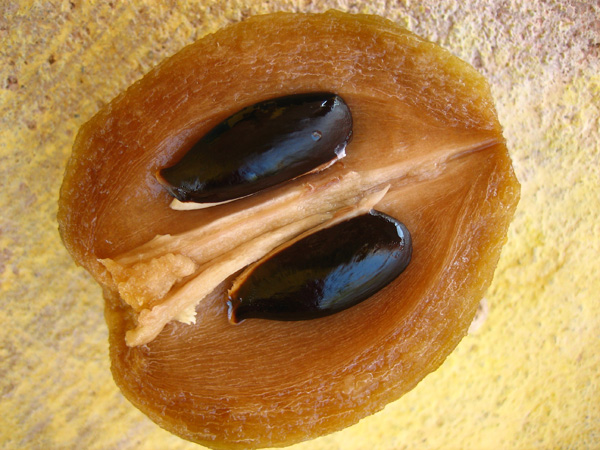 집에서 씨앗으로 감을 키우는 방법