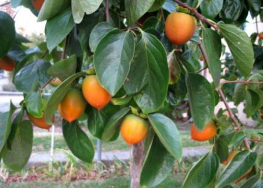 씨앗에서 감을 키우는 방법