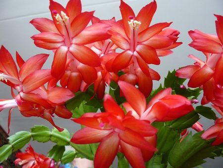 집에서 데카브리스트 꽃을 관리하는 방법