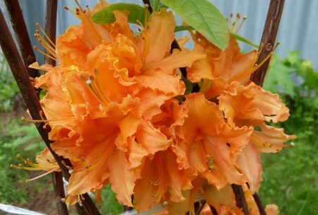 모스크바 지역의 진달래: 심기 및 관리