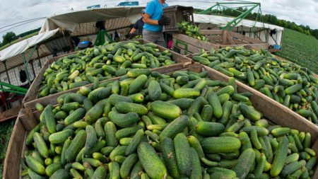huGO-BildID: 32261982 ARCHIV - Ein Erntehelfer schüttet am 21.06.2013 auf einem Gurkenflieger des Spreewaldbauern Riecken nahe Vetschau (Brandenburg) Einlegegurken in große Transportkisten. 사진: Patrick Pleul/dpa (zu lbn vom 2013년 8월 5일) +++(c) dpa - Bildfunk+++