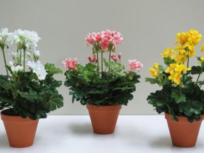 겨울철 집에서 제라늄을 관리하는 방법