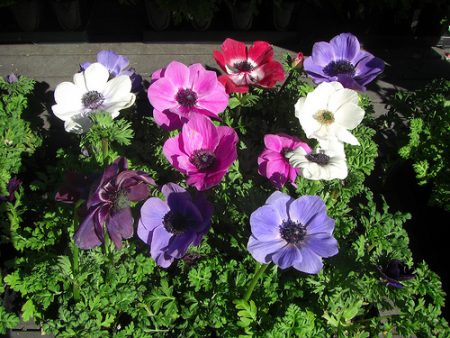 아네모네: 열린 땅에 심고 관리하는 방법, 사진