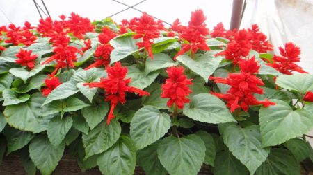 살비아: 꽃, 묘목, 심는 시기 사진