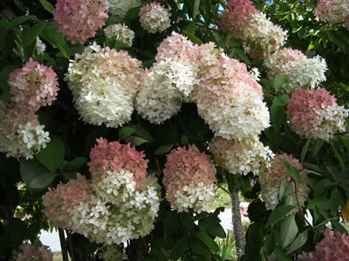 수국 품종 중 가장 좋은 품종