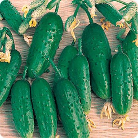 모스크바 지역을 위한 야외 오이