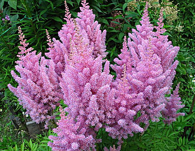 아스틸베 아렌드시