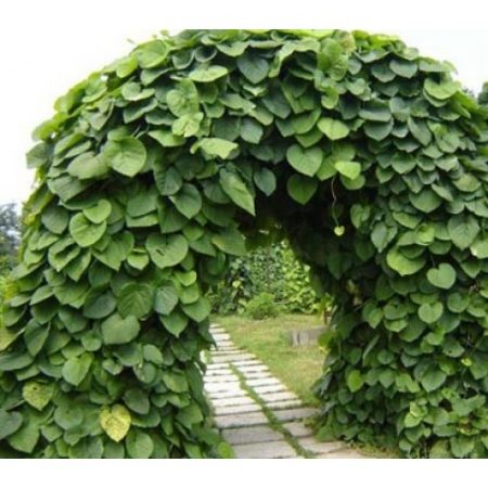 아리스토로키아