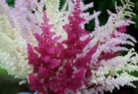 열린 땅에서의 아스틸베 심기 및 관리