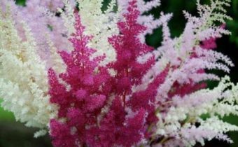 열린 땅에서의 아스틸베 심기 및 관리