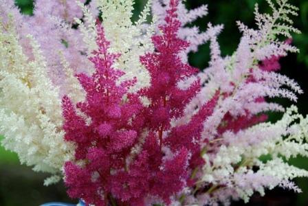 열린 땅에서의 아스틸베 심기 및 관리