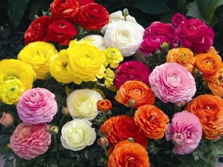 아시아 미나리아재비