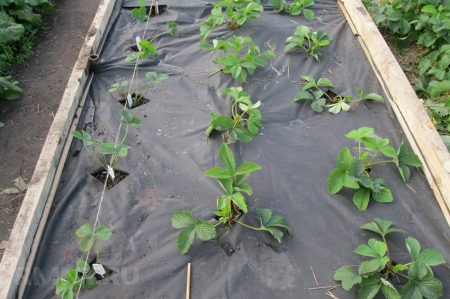 정원 침대용 덮개 재료를 선택하는 방법