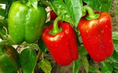 모스크바 지역의 최고 고추 품종