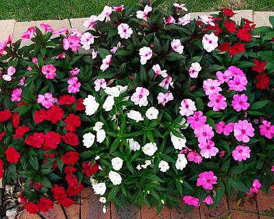 정원 봉선화: 심기 및 관리, 사진