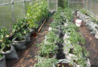 한 온실에서 오이, 토마토, 고추를 재배하다