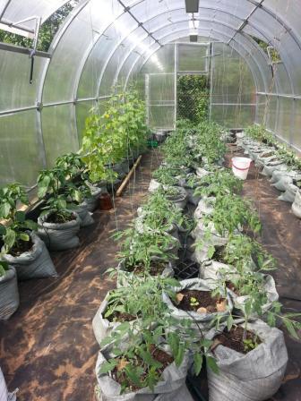 한 온실에서 오이, 토마토, 고추를 재배하다