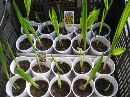 싹이 난 티그리디아