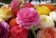 열린 땅에서의 라넌큘러스 심기 및 관리